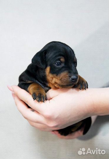 Щенки цвергпинчера