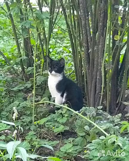 Котята 2 мес маркиз и рыжие