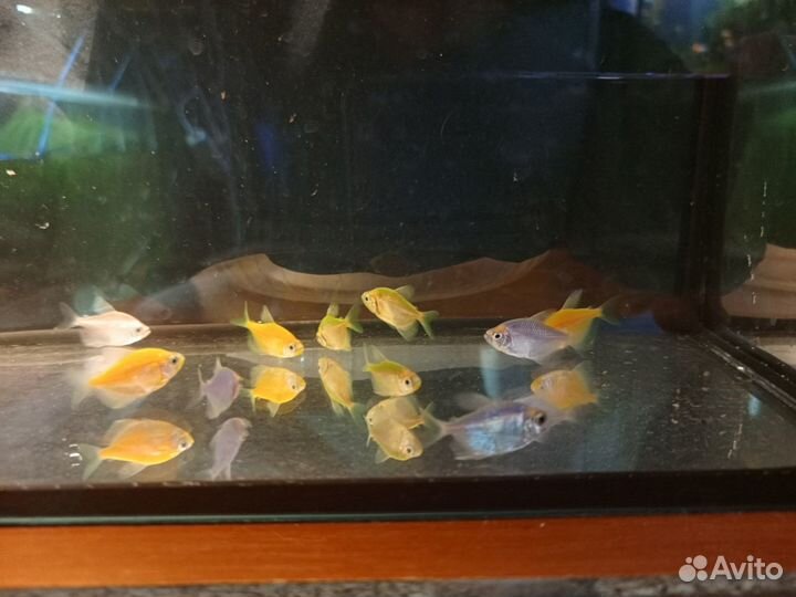 Рыбки тернеции