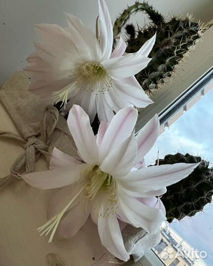 Редкая Сансевиерия систер твистер