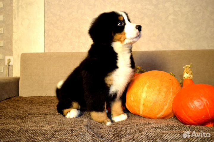 Прекрасные щенки