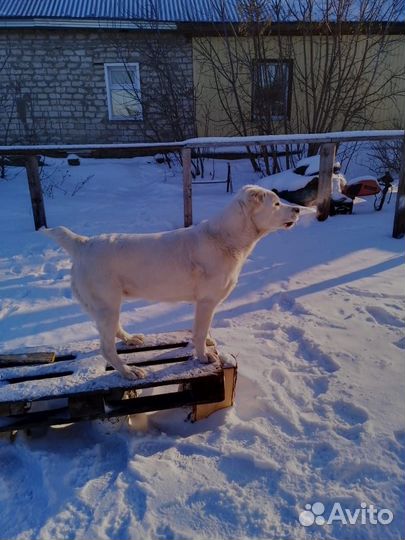 Щенки сао(алабай)
