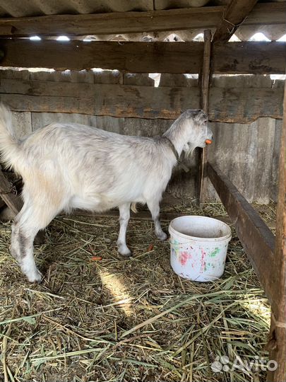 Козалята пародестые