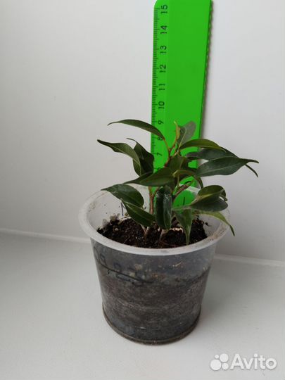 Фикус Пандора