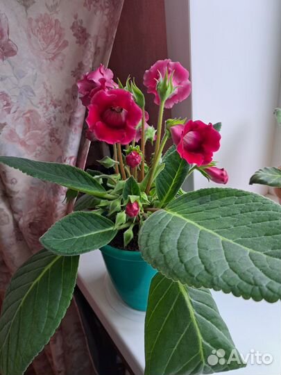 Глоксиния тидея