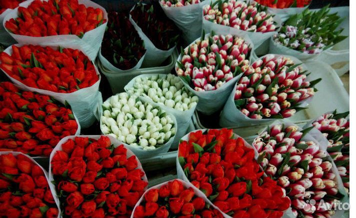 Тюльпаны оптом из своих теплиц