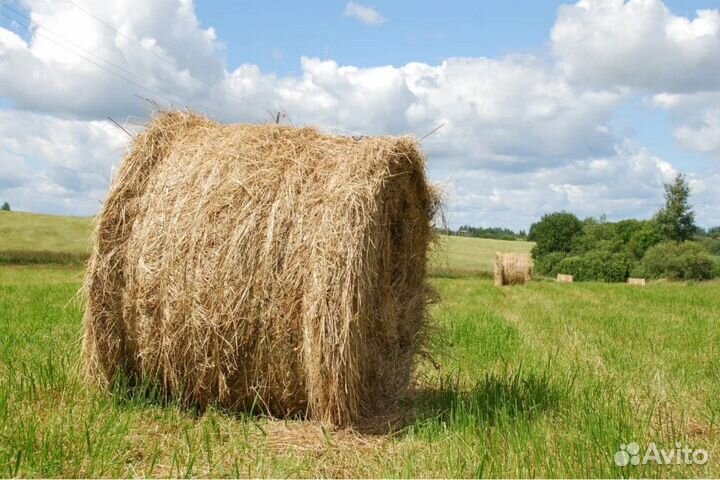Продам сено в рулонах 2023