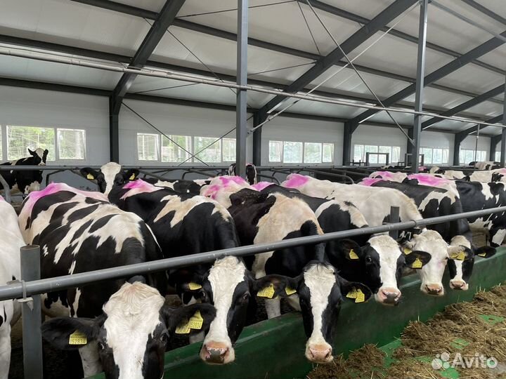 Нетели Телки молочные племенные