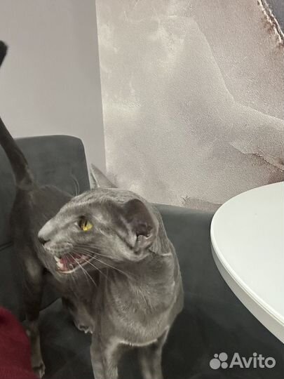 Кошка для съемок