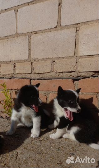 Щенки русско европейской лайки