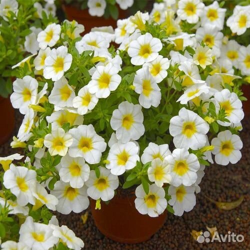 Вегетативная калибрахоа