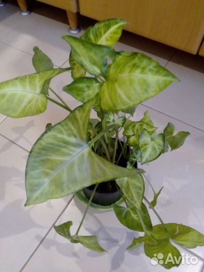 Комнатные цветы