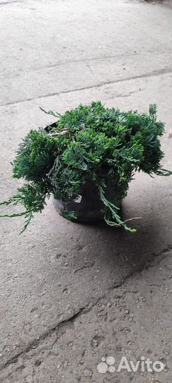 Можжевельник