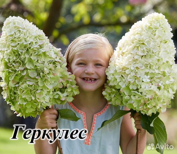 Гортензии метельчатые (саженцы)