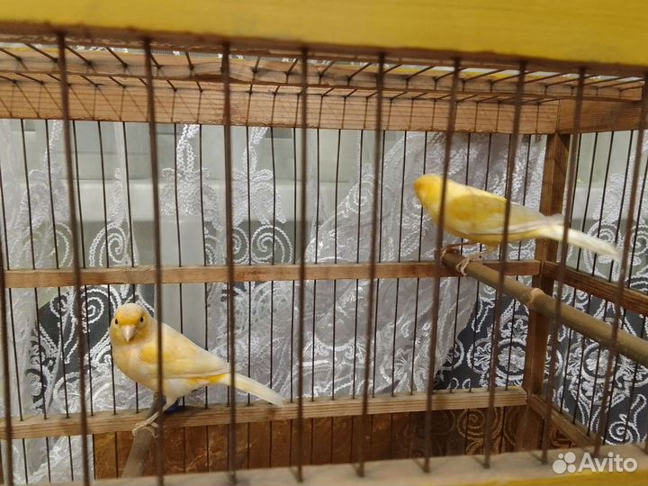 Канарейка кенар