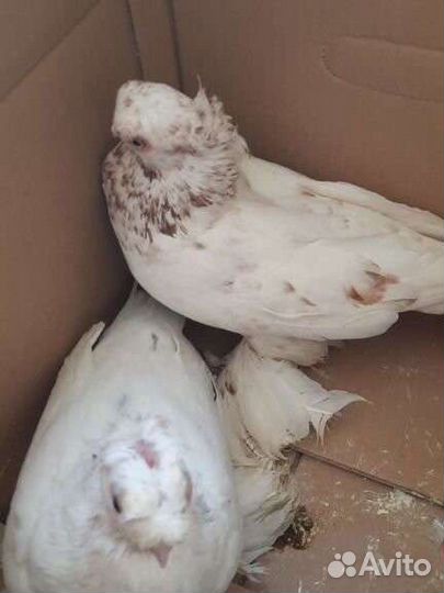 Продажа голубей
