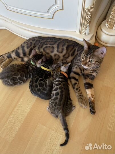 Бенгальские котята