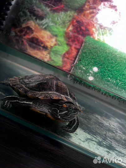 Аквариум на 50 литров