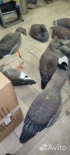 Чечела уток, гусей 20 шт., вороны 3 шт, махокрыл
