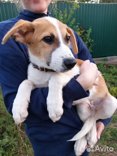 Нашли крупного мальчика, щенок в дар