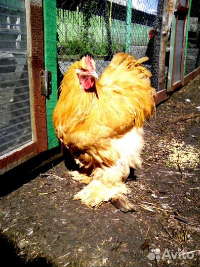 Петухи Брама, Кохинхины