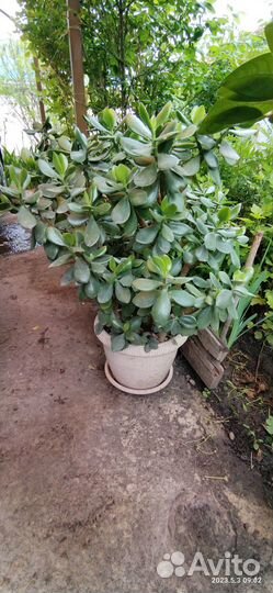 Денежное дерево Толстянка