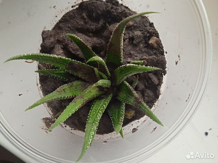 Комнатные растения