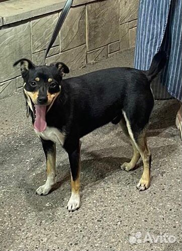 Найдена собака