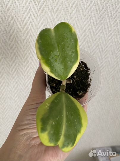 Хойя Керри альбомаргината и обовата вариегата