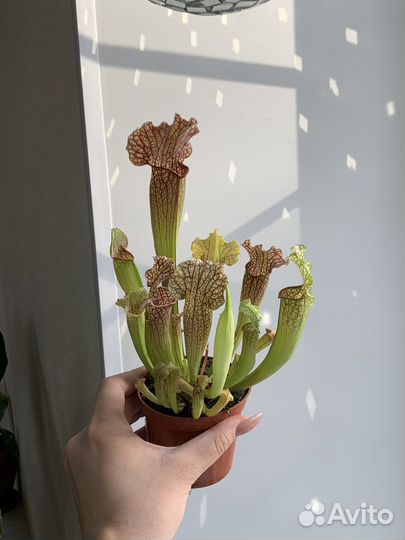 Саррацения хищное растение