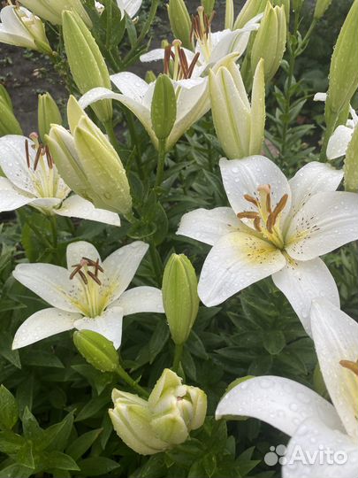 Саженцы лилии