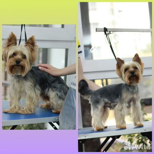 Груминг. Стрижка, экспресс линька, стриппинг