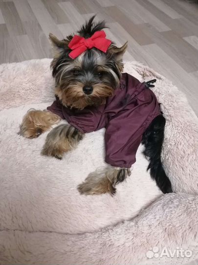 Йоркширский терьер, щенок