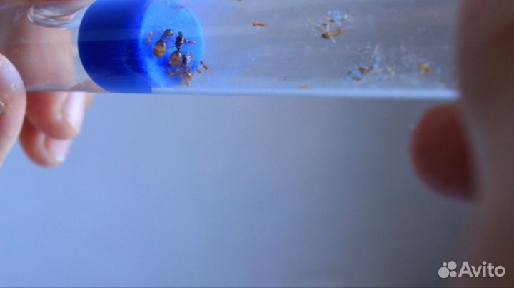 Муравьи разные виды