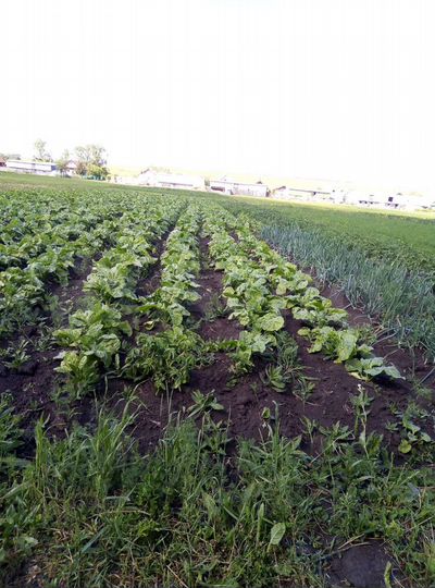 Дом 38 м² на участке 35 сот.