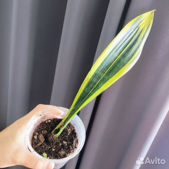 Сансиверии сортовые много сортов, есть редкие