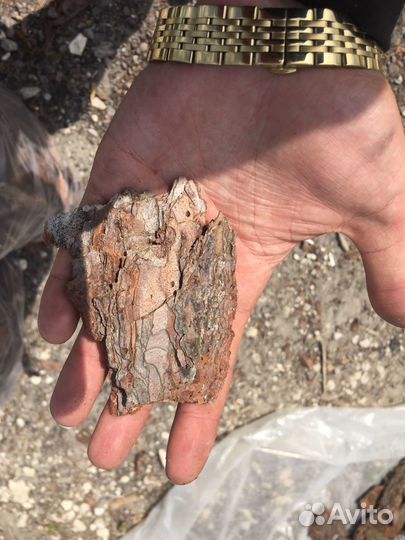 Сосновая кора