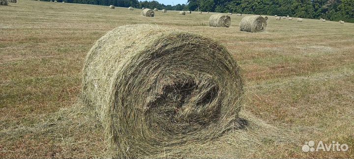 Сено свежее