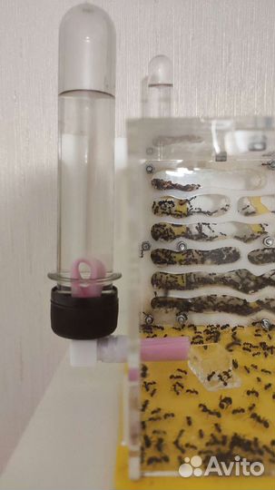 Поилка для муравьев