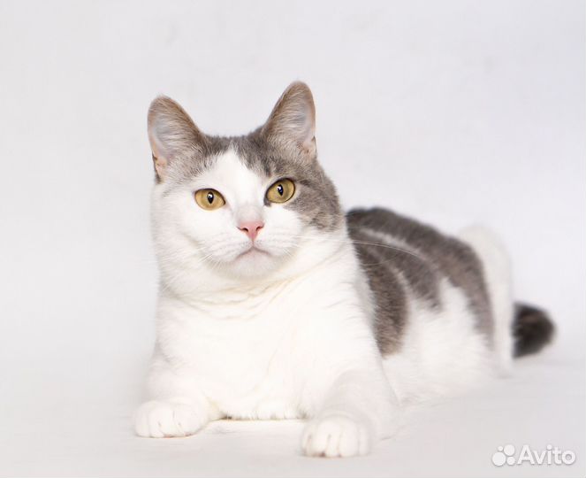 Молодая шотландская кошечка Лиза ищет дом