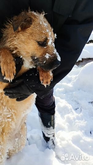 Отдам щенка в добрые руки бесплатно