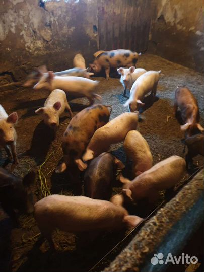 Поросята