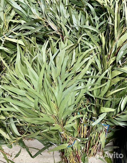 Эвкалипт оптом