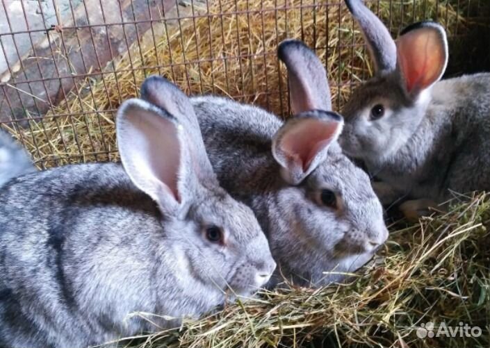 Комбикорм полнорационный для кроликов