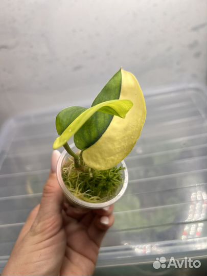 Сциндапсус жаде сатин вариегатный