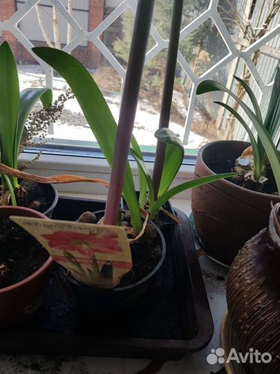 Комнатные растения