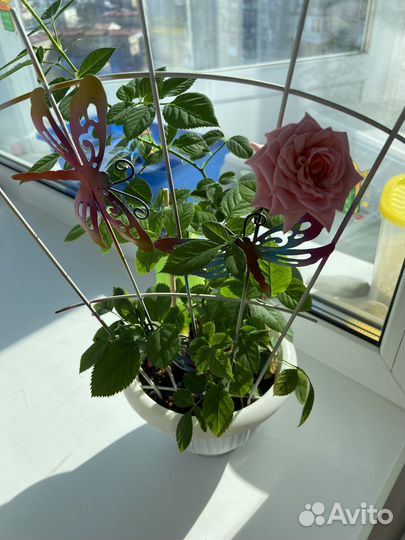 Продам цветы