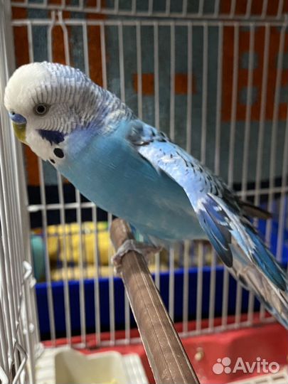 Волнистый попугай с клеткой