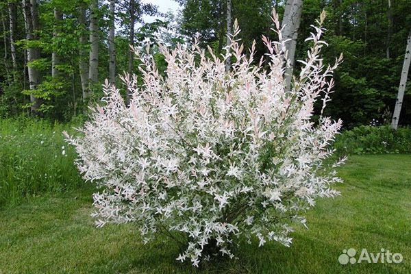 Японская ива Хакуро-Нишики