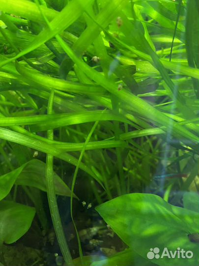 Аквариумное растение